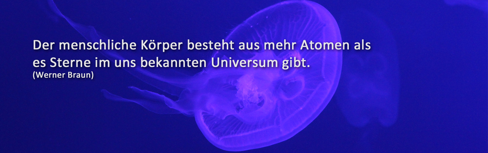  04_Qualle_blau_-_Zitat.jpg